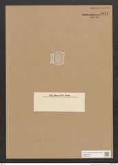 Diatomeae indet. Zeichnungen Sammlung Grunow Nr. 3274 (NHMW-BOT-W0370753)
